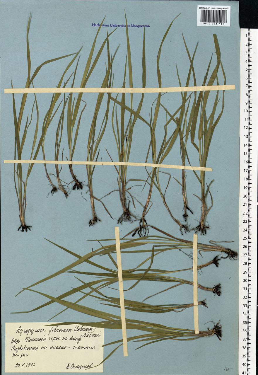 Elymus fibrosus (Schrenk) Tzvelev, Eastern Europe, Central forest-and-steppe region (E6) (Russia)