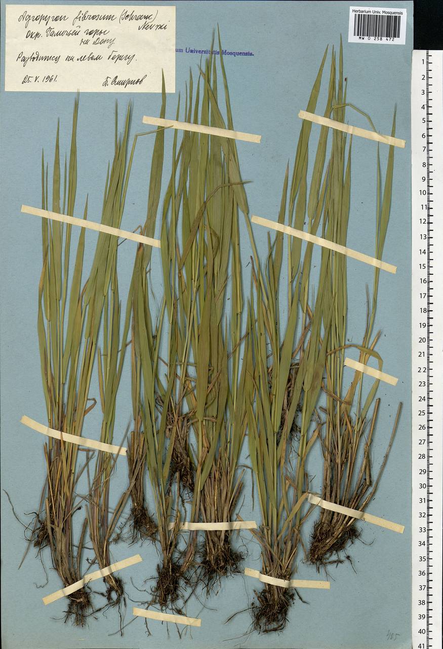 Elymus fibrosus (Schrenk) Tzvelev, Eastern Europe, Central forest-and-steppe region (E6) (Russia)