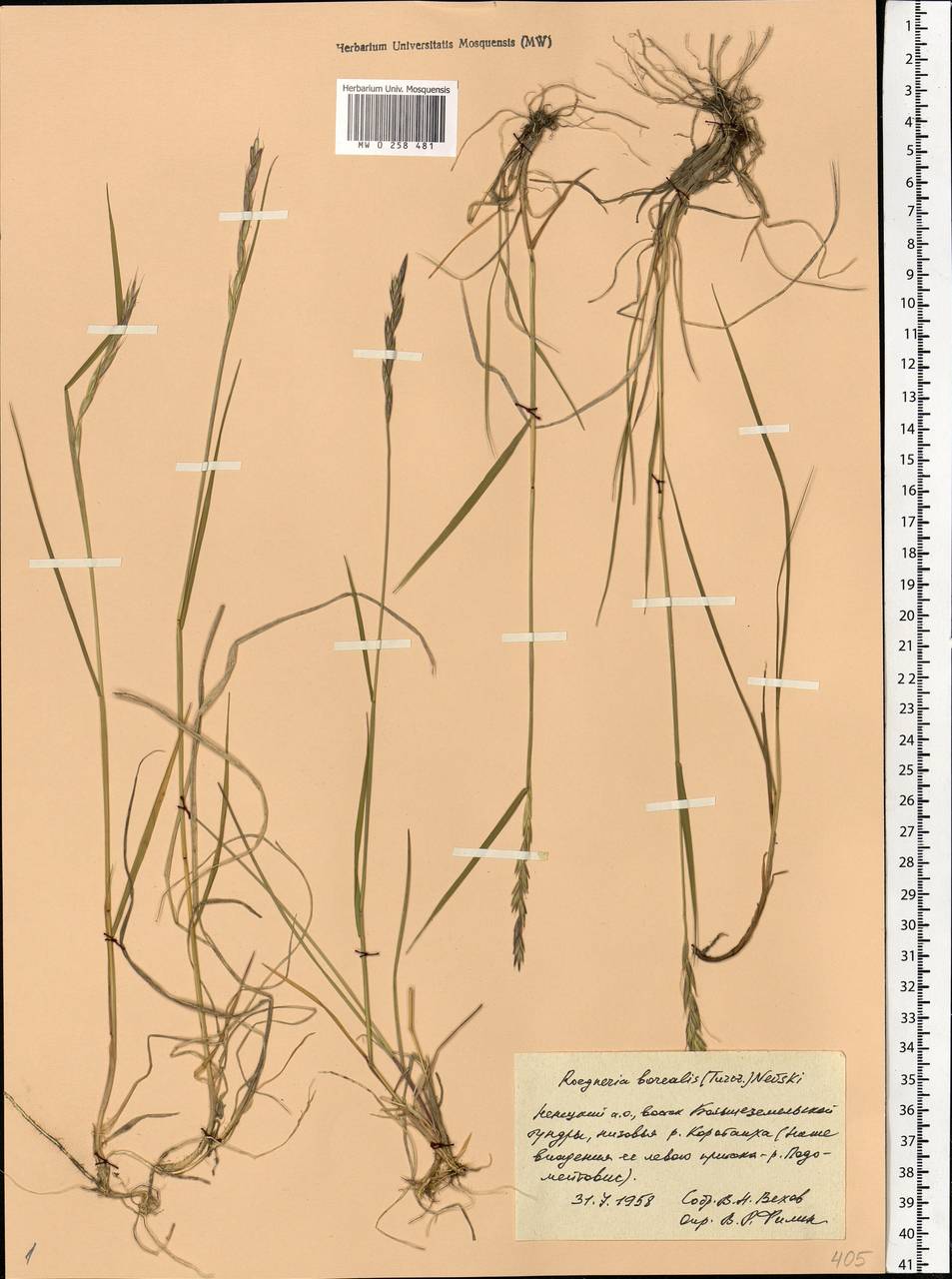 Elymus macrourus (Turcz.) Tzvelev, Eastern Europe, Northern region (E1) (Russia)