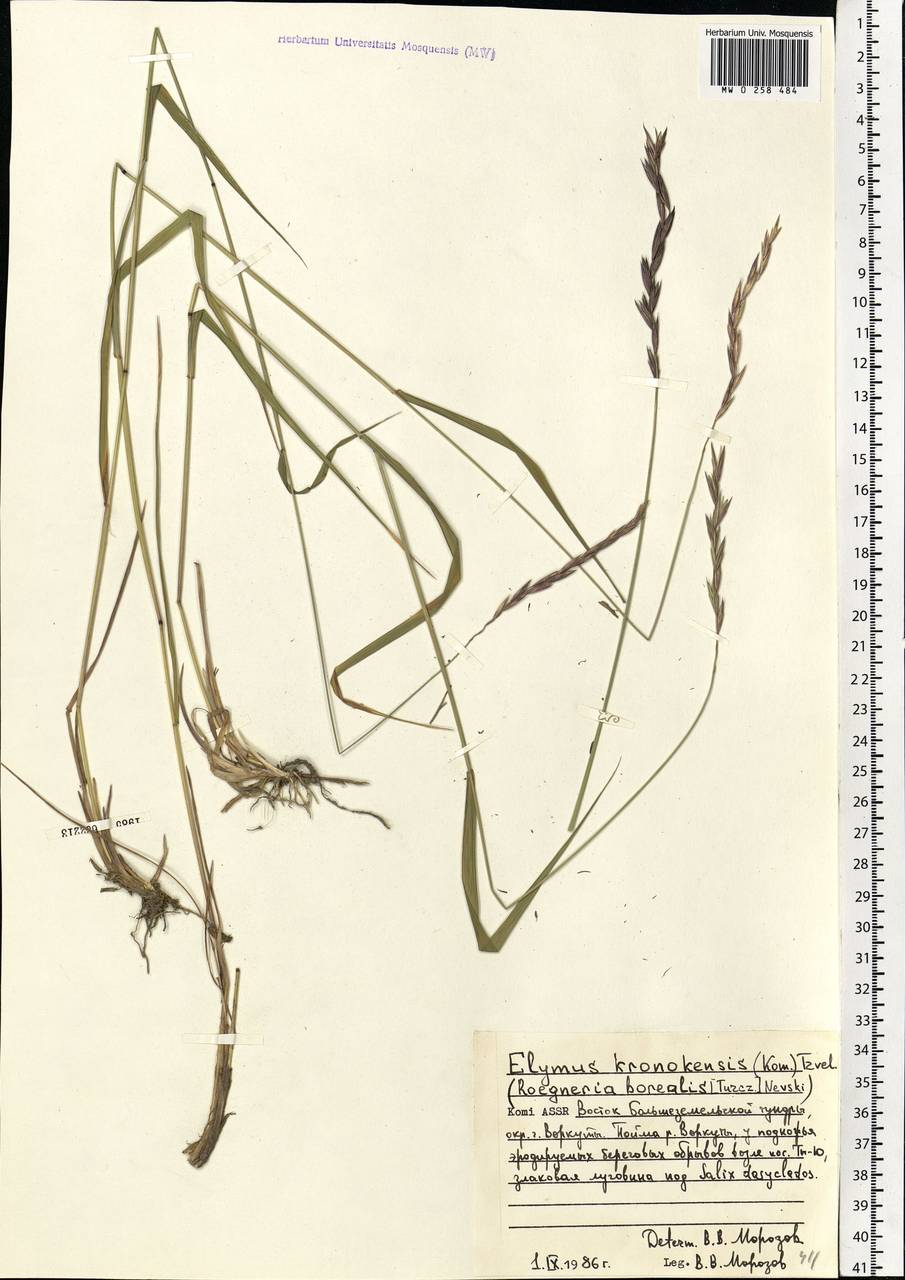 Elymus macrourus (Turcz.) Tzvelev, Eastern Europe, Northern region (E1) (Russia)