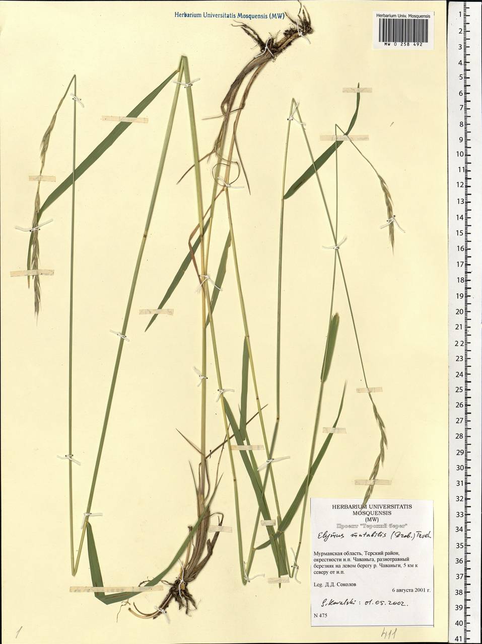 Elymus mutabilis (Drobow) Tzvelev, Eastern Europe, Northern region (E1) (Russia)