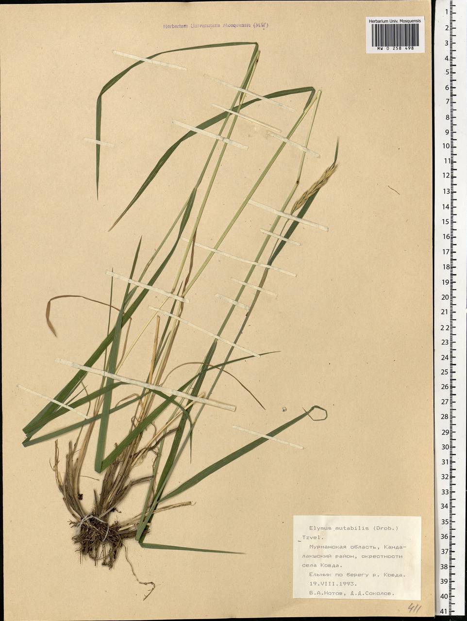 Elymus mutabilis (Drobow) Tzvelev, Eastern Europe, Northern region (E1) (Russia)