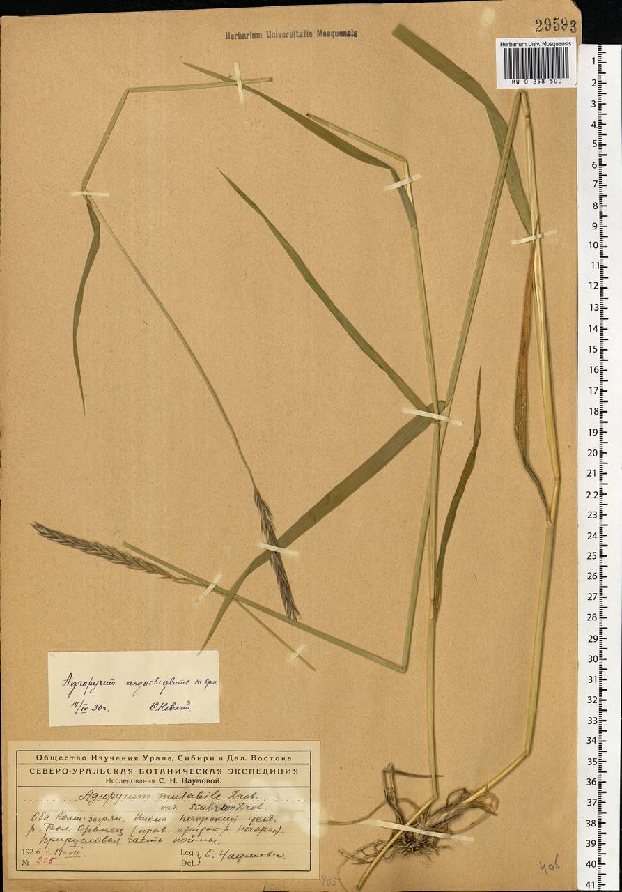 Elymus mutabilis (Drobow) Tzvelev, Eastern Europe, Northern region (E1) (Russia)