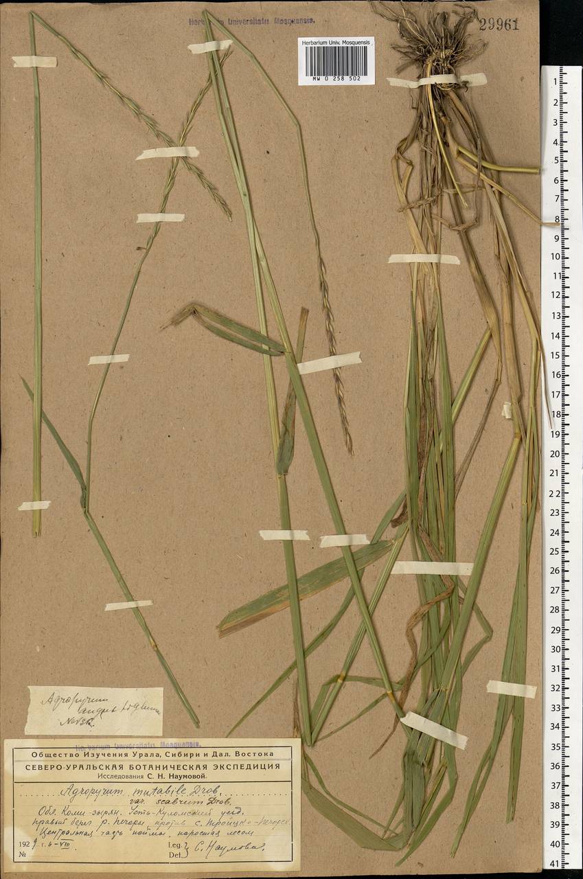 Elymus mutabilis (Drobow) Tzvelev, Eastern Europe, Northern region (E1) (Russia)