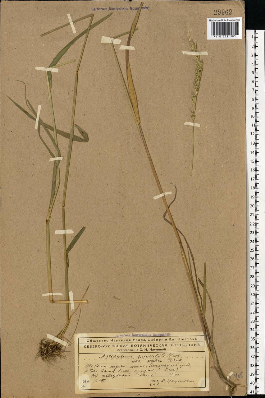Elymus mutabilis (Drobow) Tzvelev, Eastern Europe, Northern region (E1) (Russia)