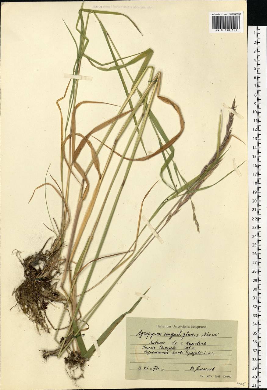 Elymus mutabilis (Drobow) Tzvelev, Eastern Europe, Northern region (E1) (Russia)