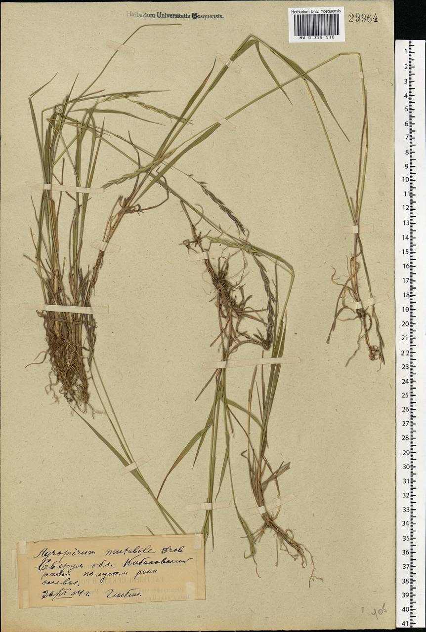 Elymus mutabilis (Drobow) Tzvelev, Eastern Europe, Eastern region (E10) (Russia)