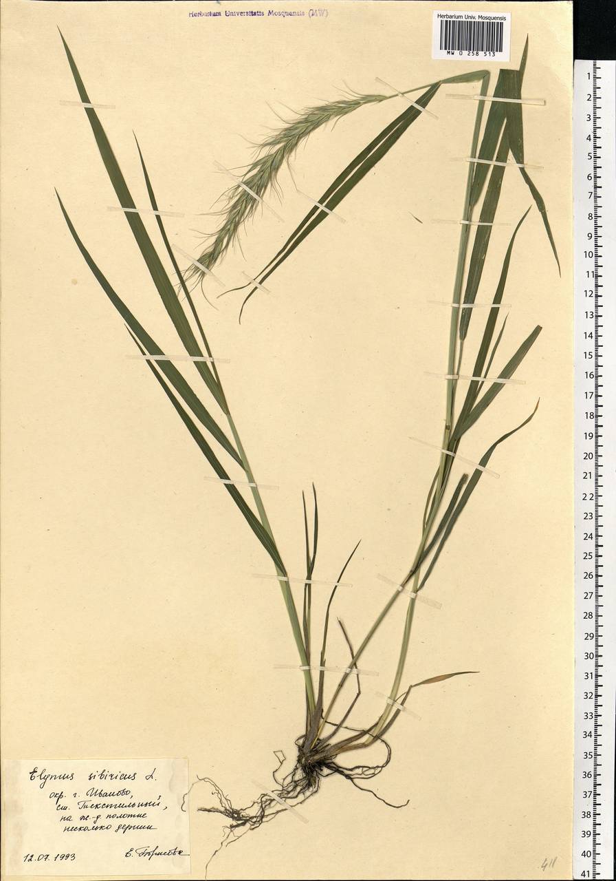 Elymus sibiricus L., Eastern Europe, Central forest region (E5) (Russia)