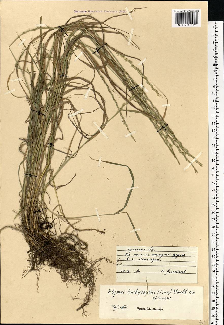 Elymus violaceus (Hornem.) J.Feilberg, Eastern Europe, Central region (E4) (Russia)