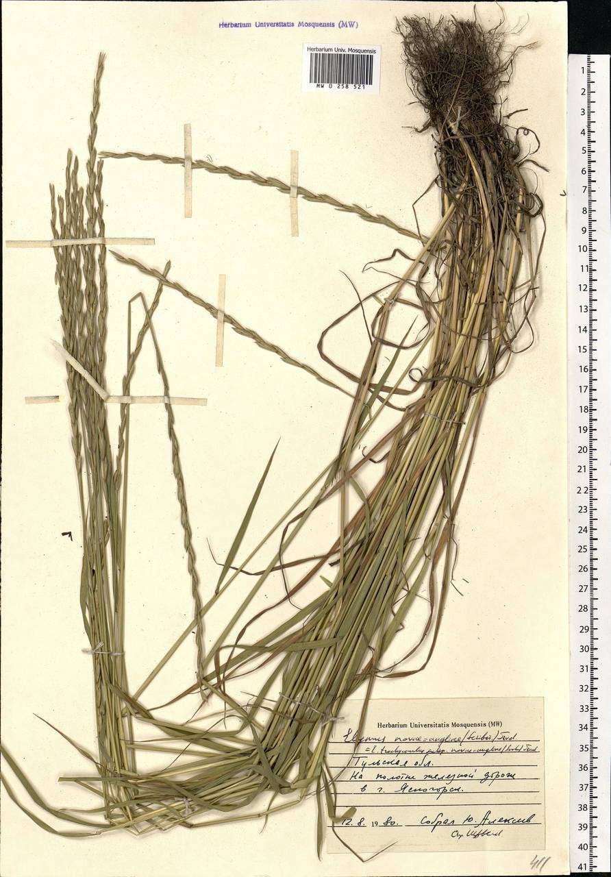 Elymus violaceus (Hornem.) J.Feilberg, Eastern Europe, Central region (E4) (Russia)