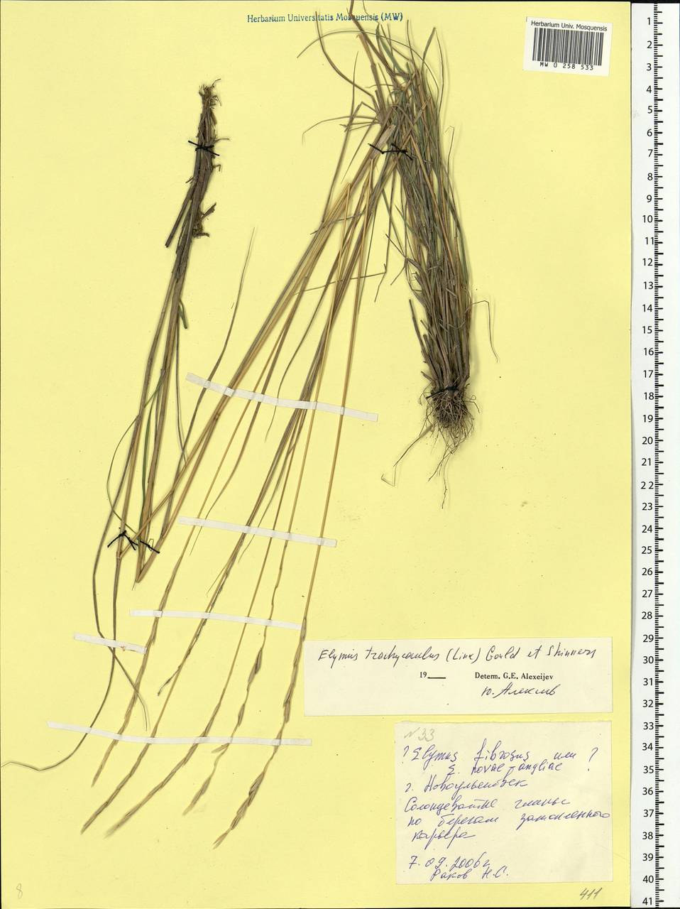 Elymus violaceus (Hornem.) J.Feilberg, Eastern Europe, Middle Volga region (E8) (Russia)