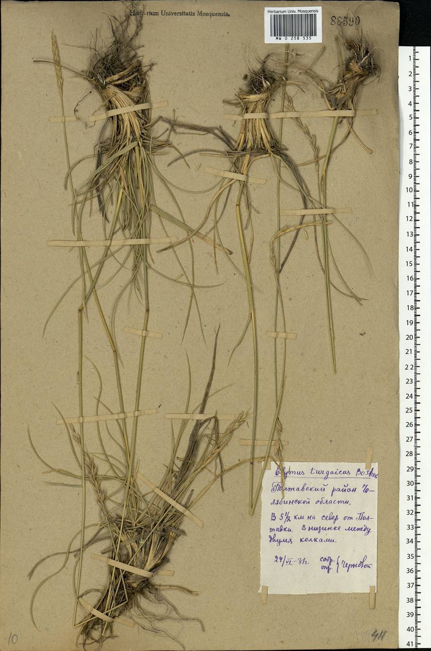 Leymus karelinii (Turcz.) Tzvelev, Eastern Europe, Eastern region (E10) (Russia)