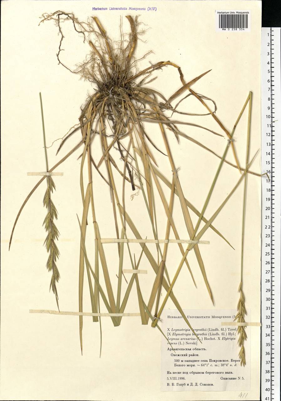 Elyleymus bergrothii (H.Lindb.) Conert, Eastern Europe, Northern region (E1) (Russia)