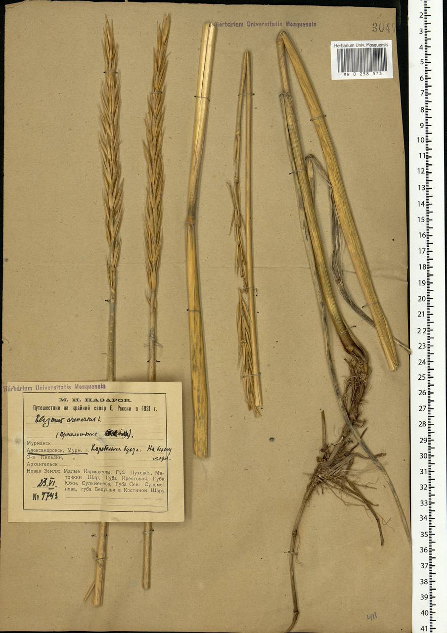 Leymus arenarius (L.) Hochst., Eastern Europe, Northern region (E1) (Russia)
