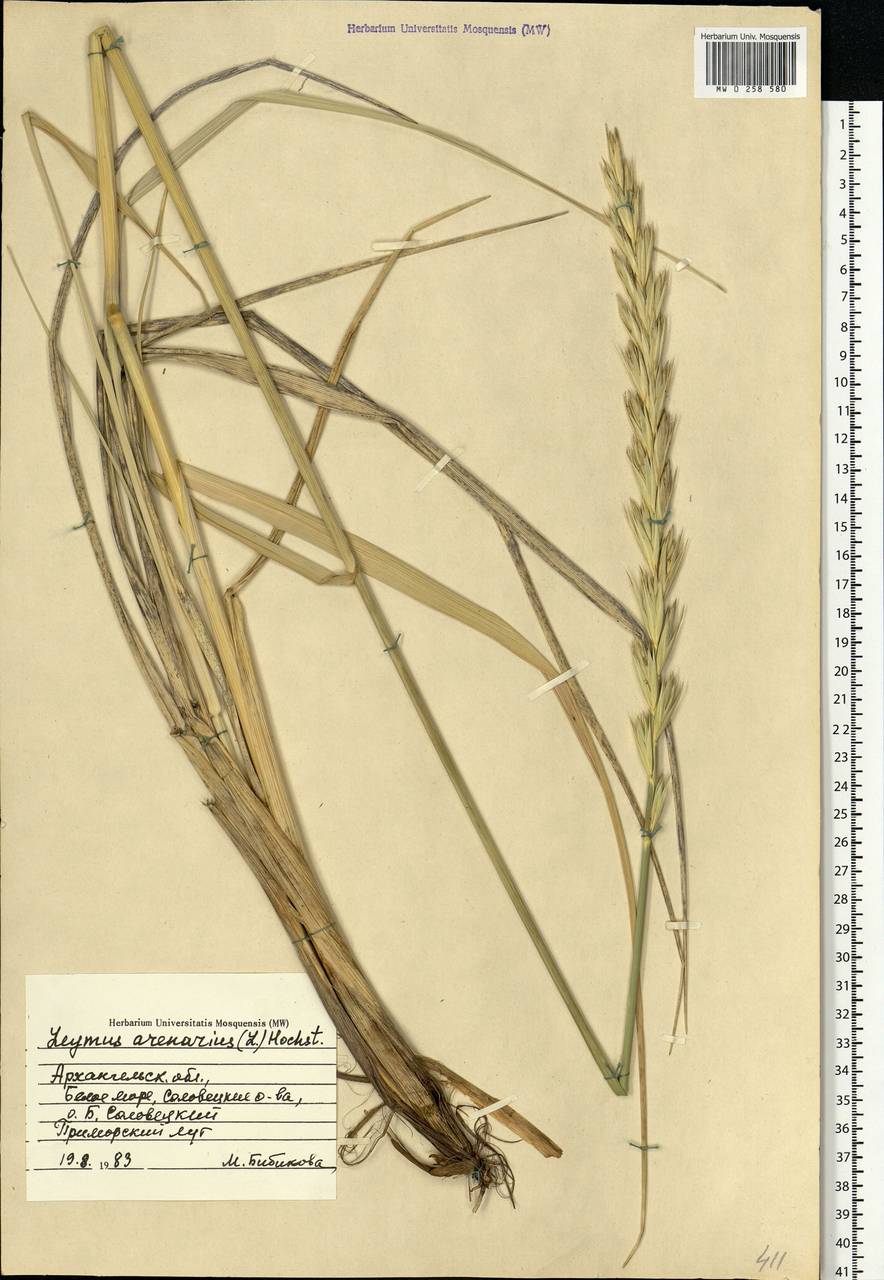 Leymus arenarius (L.) Hochst., Eastern Europe, Northern region (E1) (Russia)