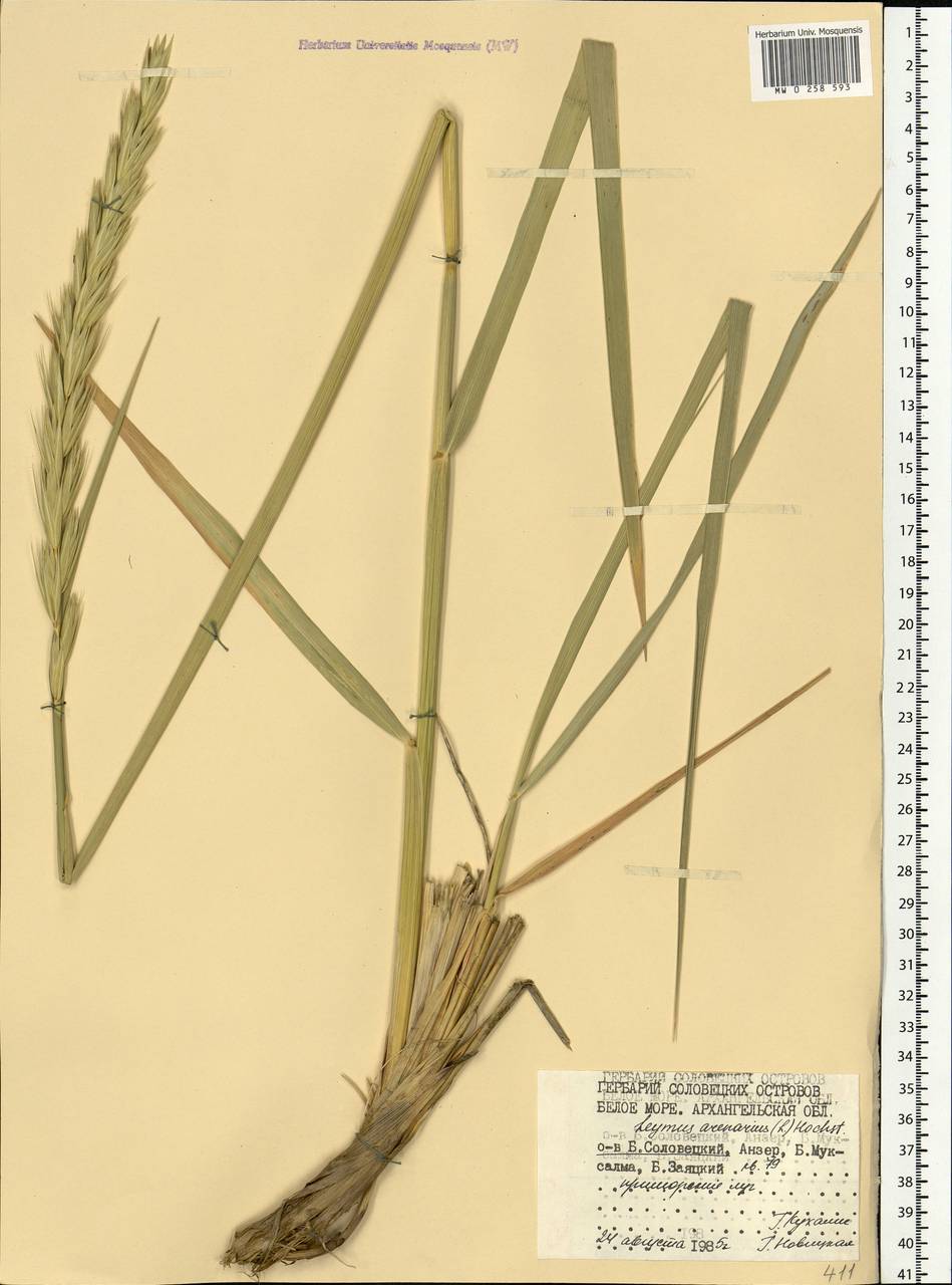 Leymus arenarius (L.) Hochst., Eastern Europe, Northern region (E1) (Russia)