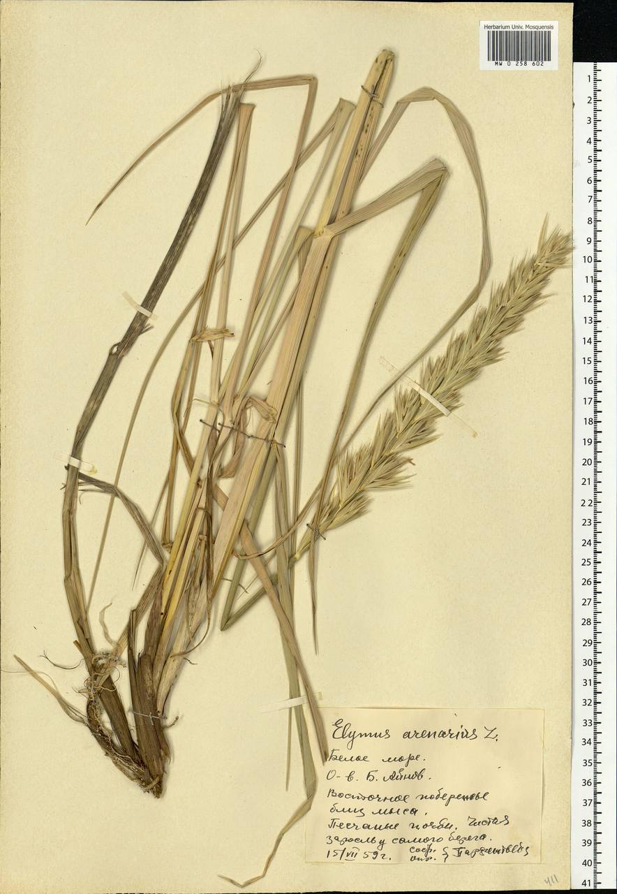 Leymus arenarius (L.) Hochst., Eastern Europe, Northern region (E1) (Russia)