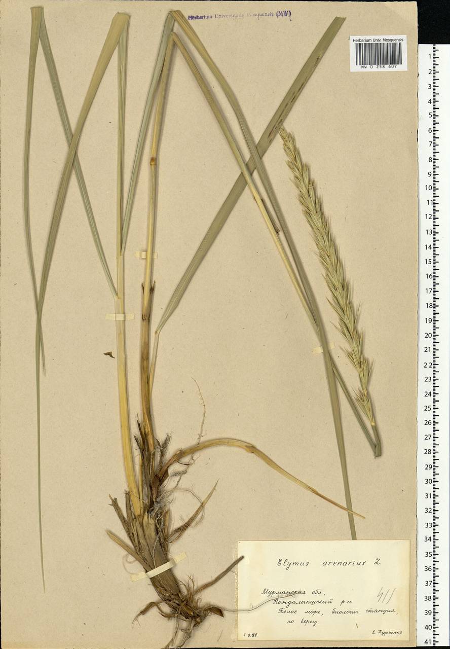 Leymus arenarius (L.) Hochst., Eastern Europe, Northern region (E1) (Russia)