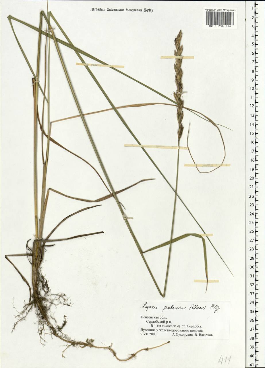 Leymus paboanus (Claus) Pilg., Eastern Europe, Middle Volga region (E8) (Russia)
