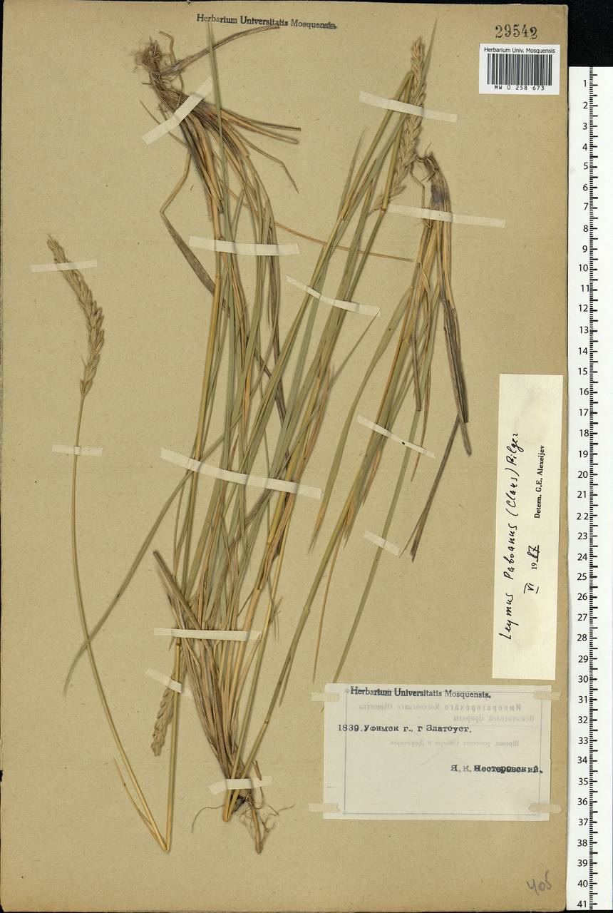 Leymus paboanus (Claus) Pilg., Eastern Europe, Eastern region (E10) (Russia)