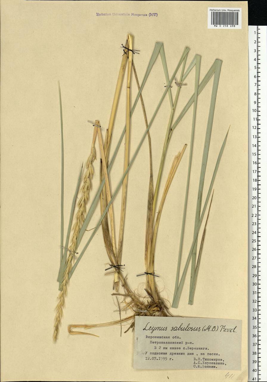 Leymus racemosus (Lam.) Tzvelev, Eastern Europe, Central forest-and-steppe region (E6) (Russia)