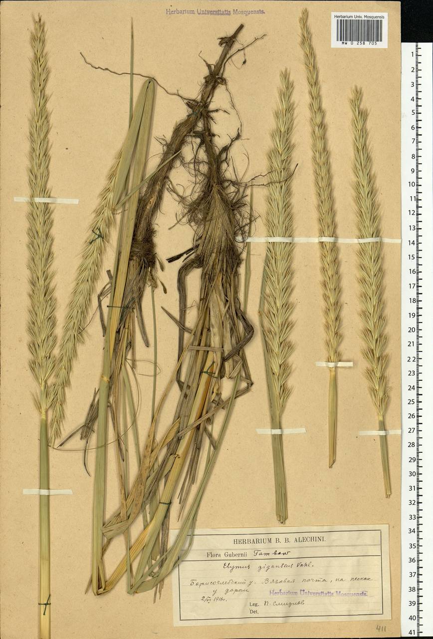 Leymus racemosus (Lam.) Tzvelev, Eastern Europe, Central forest-and-steppe region (E6) (Russia)