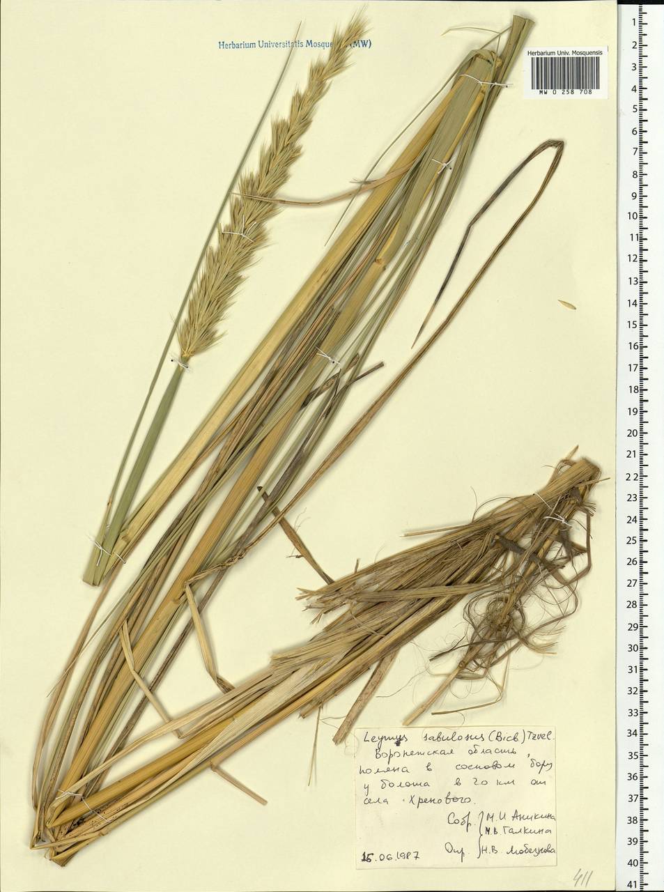 Leymus racemosus (Lam.) Tzvelev, Eastern Europe, Central forest-and-steppe region (E6) (Russia)