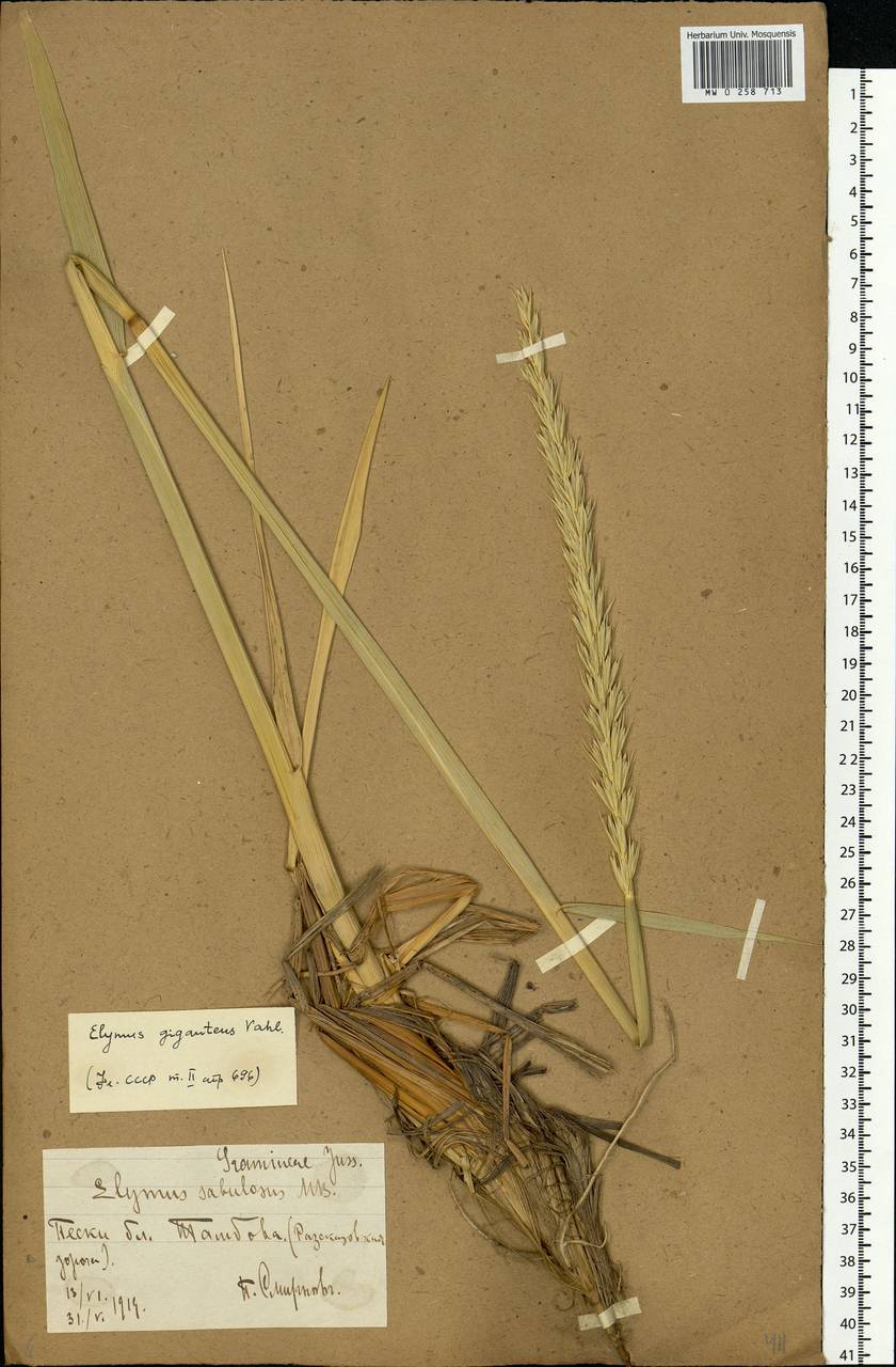 Leymus racemosus (Lam.) Tzvelev, Eastern Europe, Central forest-and-steppe region (E6) (Russia)