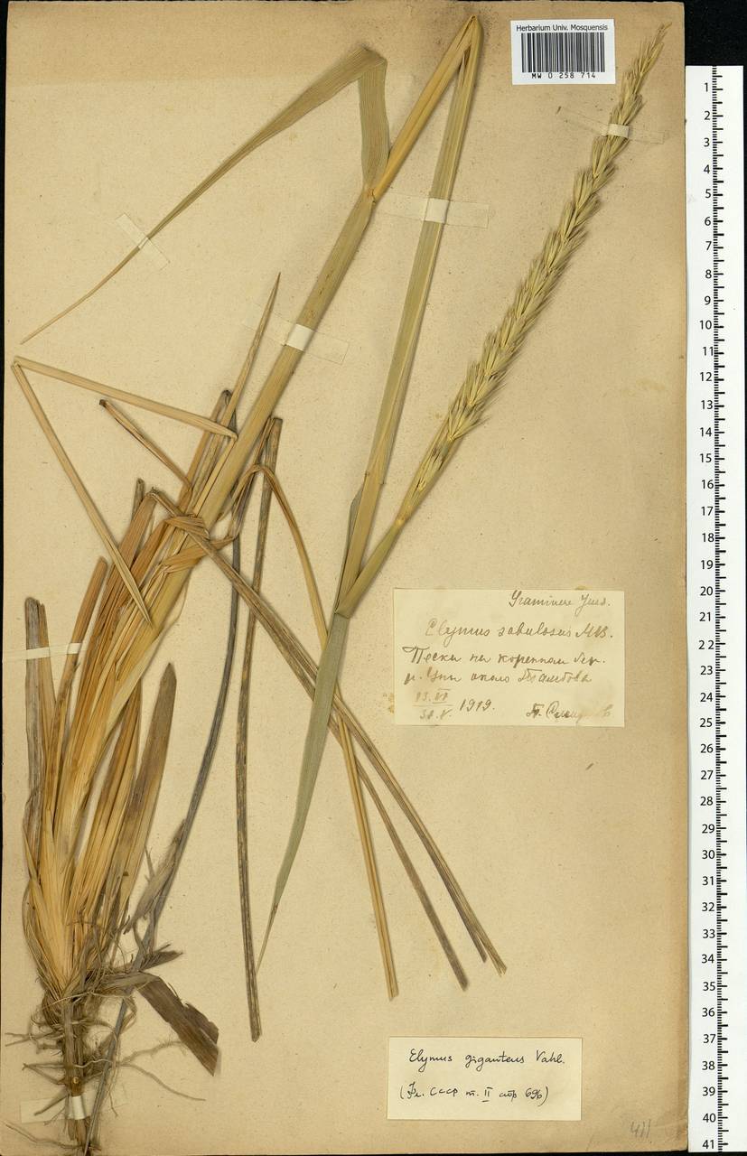 Leymus racemosus (Lam.) Tzvelev, Eastern Europe, Central forest-and-steppe region (E6) (Russia)