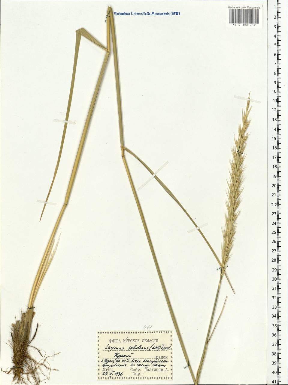 Leymus racemosus (Lam.) Tzvelev, Eastern Europe, Central forest-and-steppe region (E6) (Russia)