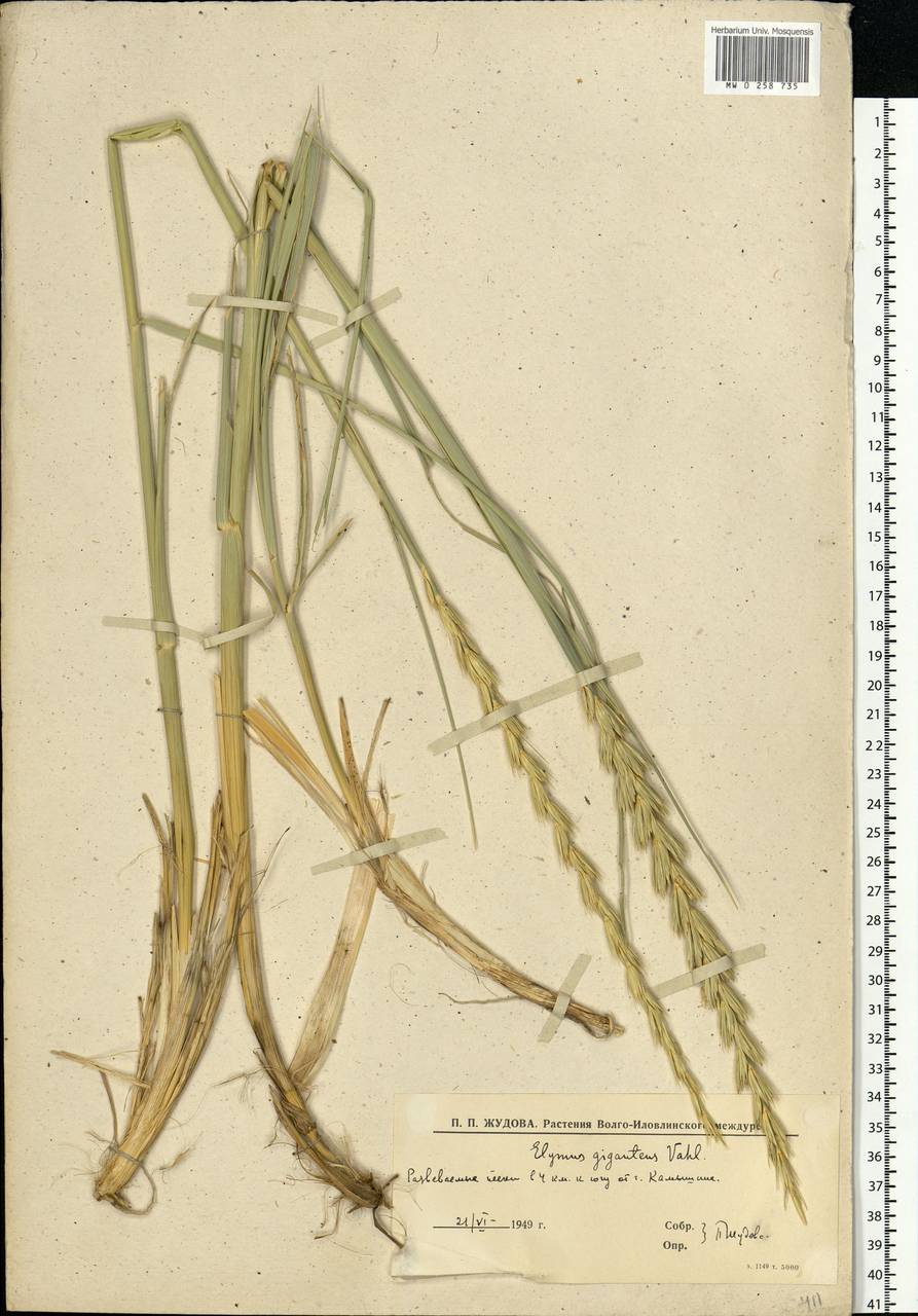 Leymus racemosus (Lam.) Tzvelev, Eastern Europe, Lower Volga region (E9) (Russia)