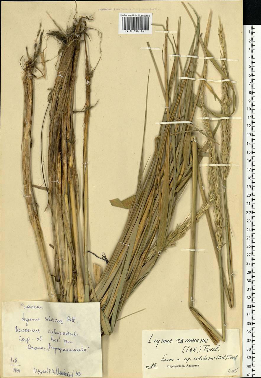 Leymus racemosus (Lam.) Tzvelev, Eastern Europe, Lower Volga region (E9) (Russia)