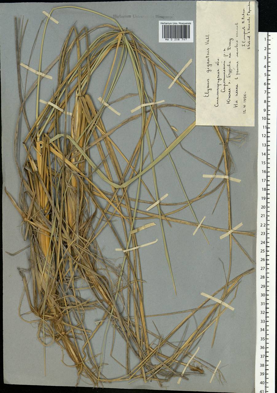 Leymus racemosus (Lam.) Tzvelev, Eastern Europe, Lower Volga region (E9) (Russia)