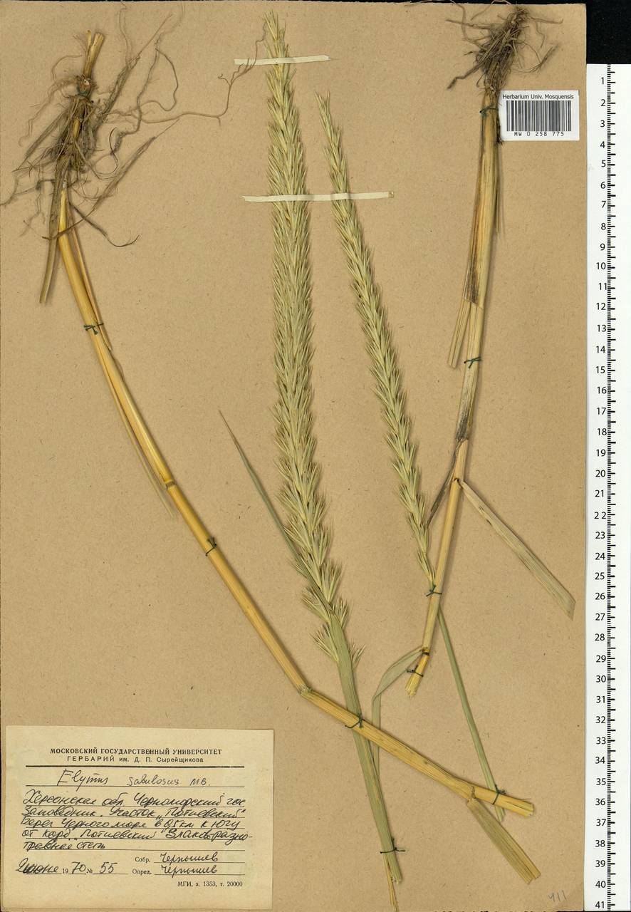 Leymus racemosus (Lam.) Tzvelev, Eastern Europe, South Ukrainian region (E12) (Ukraine)