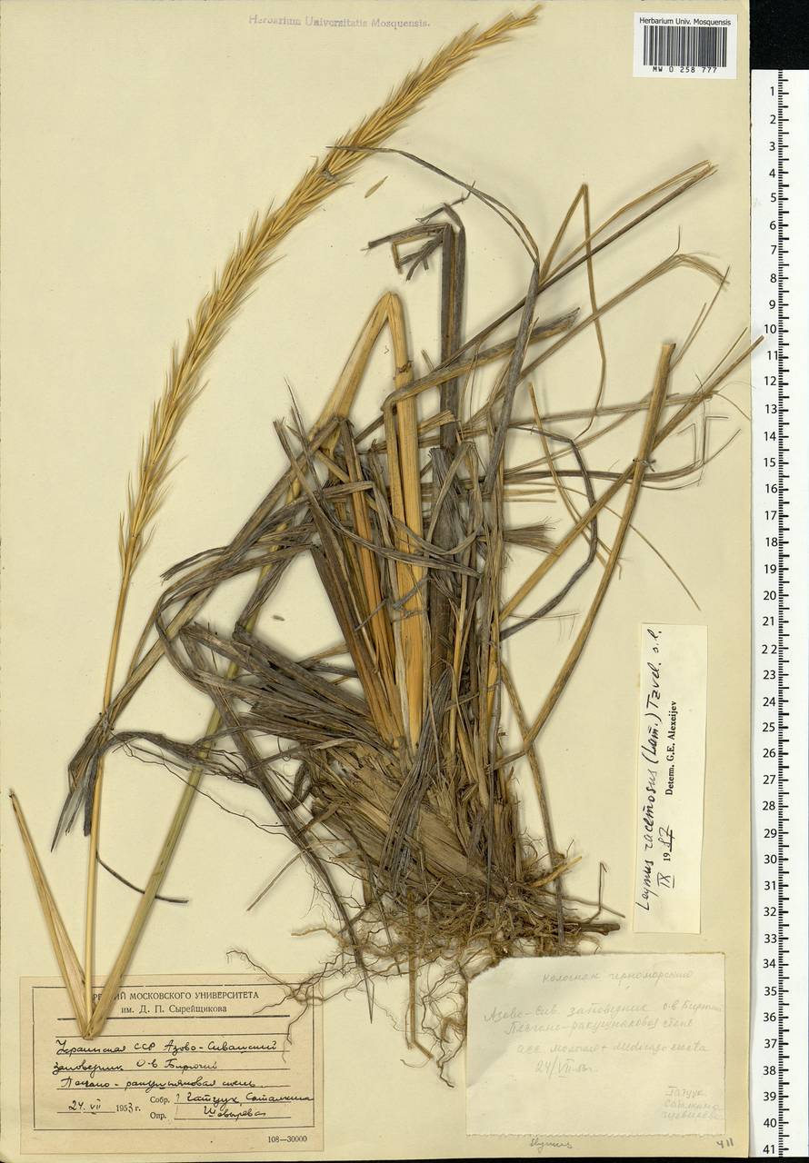 Leymus racemosus (Lam.) Tzvelev, Eastern Europe, South Ukrainian region (E12) (Ukraine)