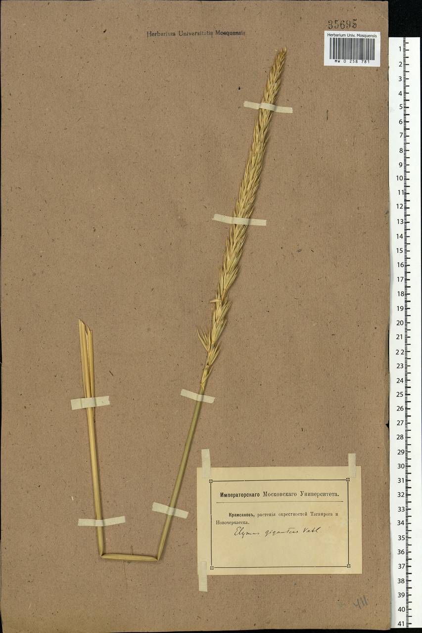 Leymus racemosus (Lam.) Tzvelev, Eastern Europe, Rostov Oblast (E12a) (Russia)