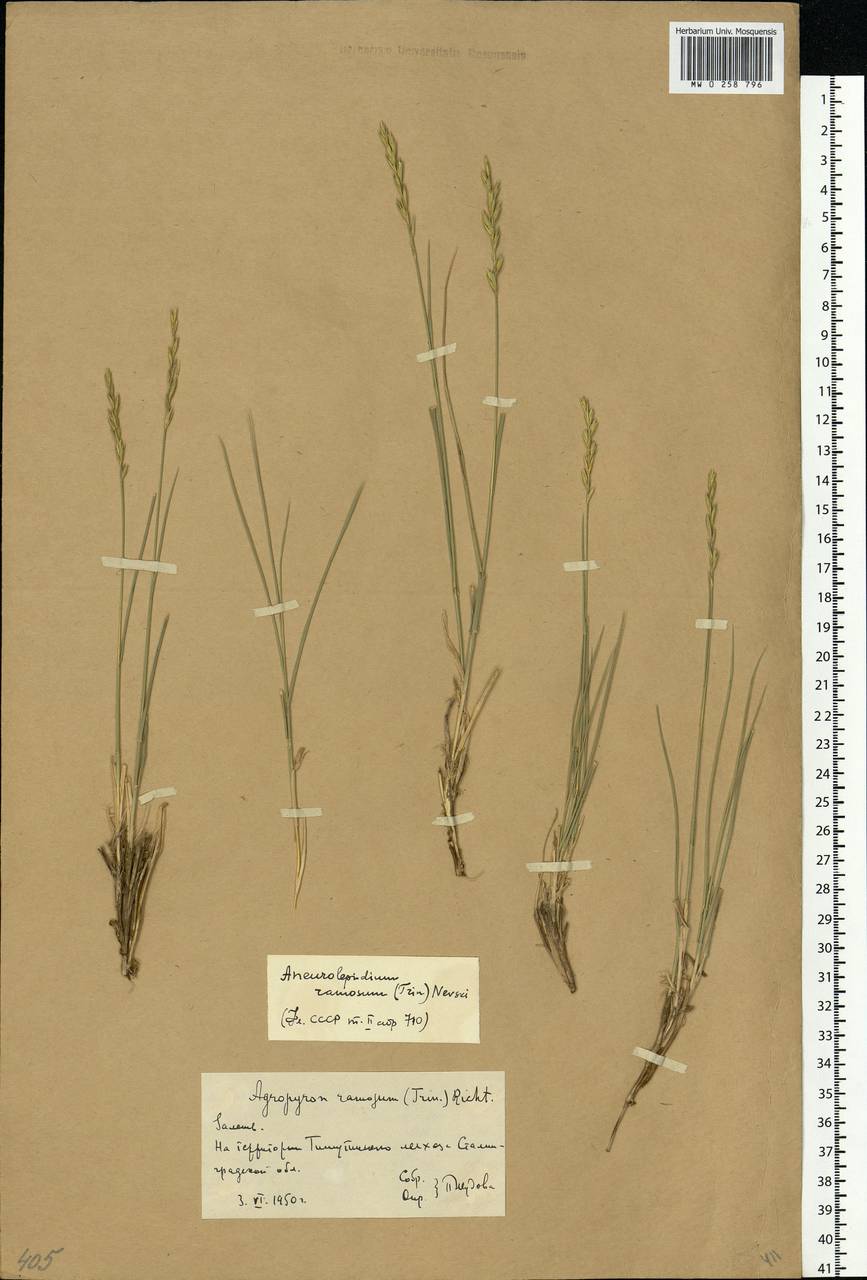 Leymus ramosus (K.Richt.) Tzvelev, Eastern Europe, Lower Volga region (E9) (Russia)