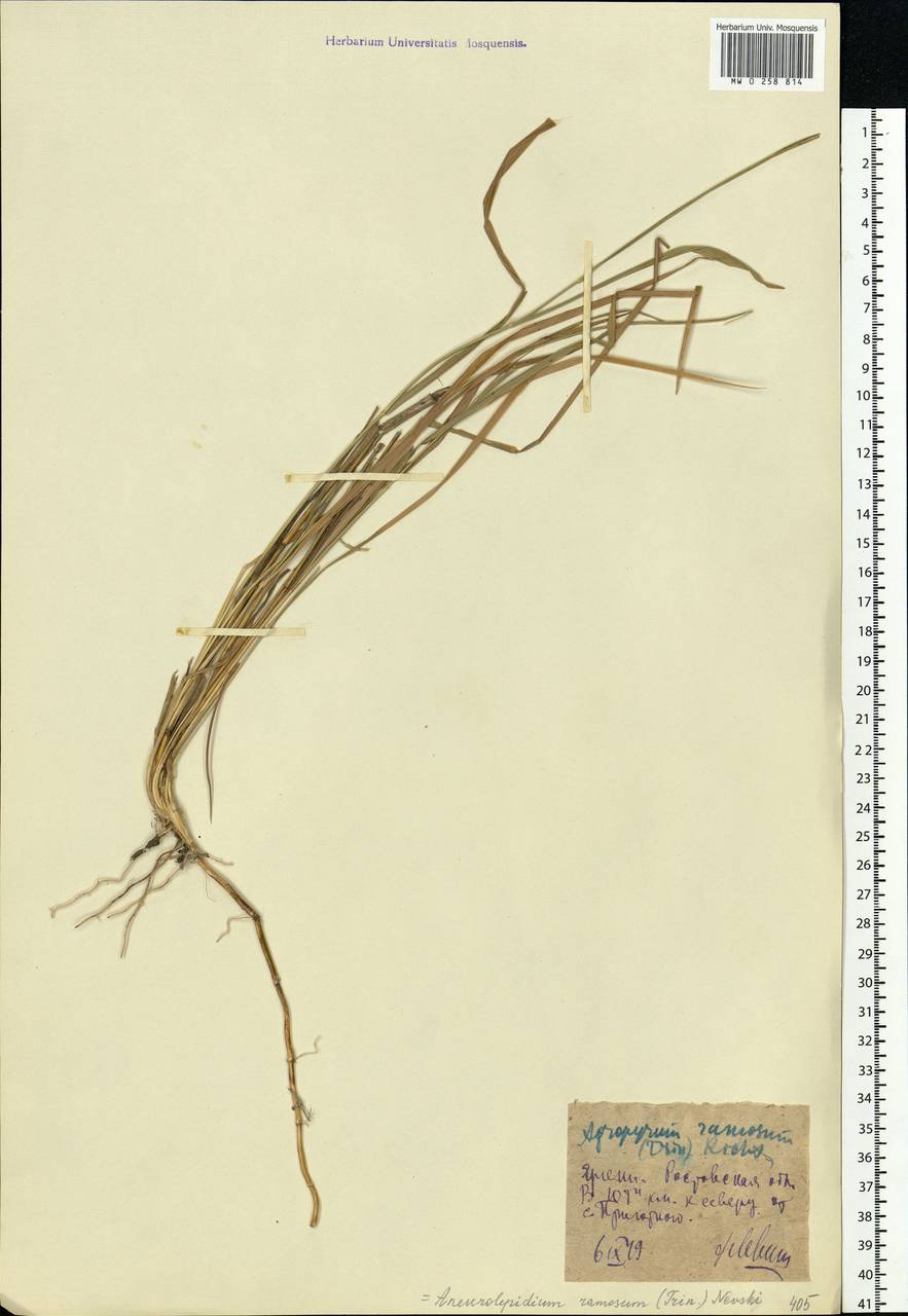 Leymus ramosus (K.Richt.) Tzvelev, Eastern Europe, Rostov Oblast (E12a) (Russia)