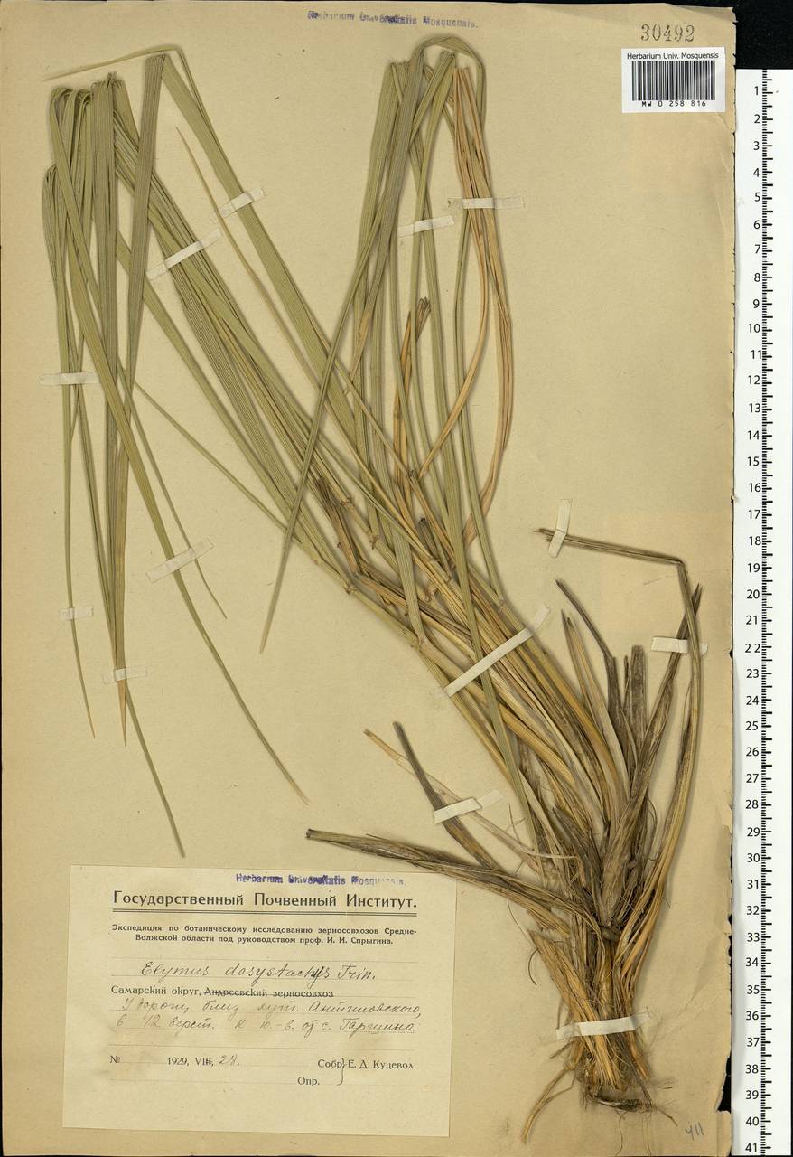 Leymus secalinus (Georgi) Tzvelev, Eastern Europe, Eastern region (E10) (Russia)