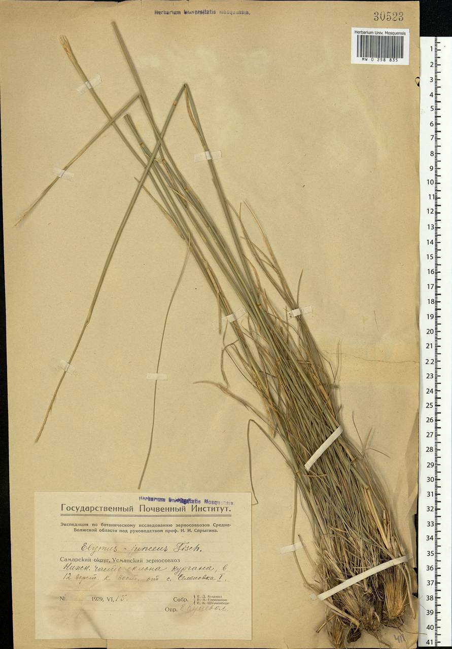 Psathyrostachys juncea (Fisch.) Nevski, Eastern Europe, Middle Volga region (E8) (Russia)