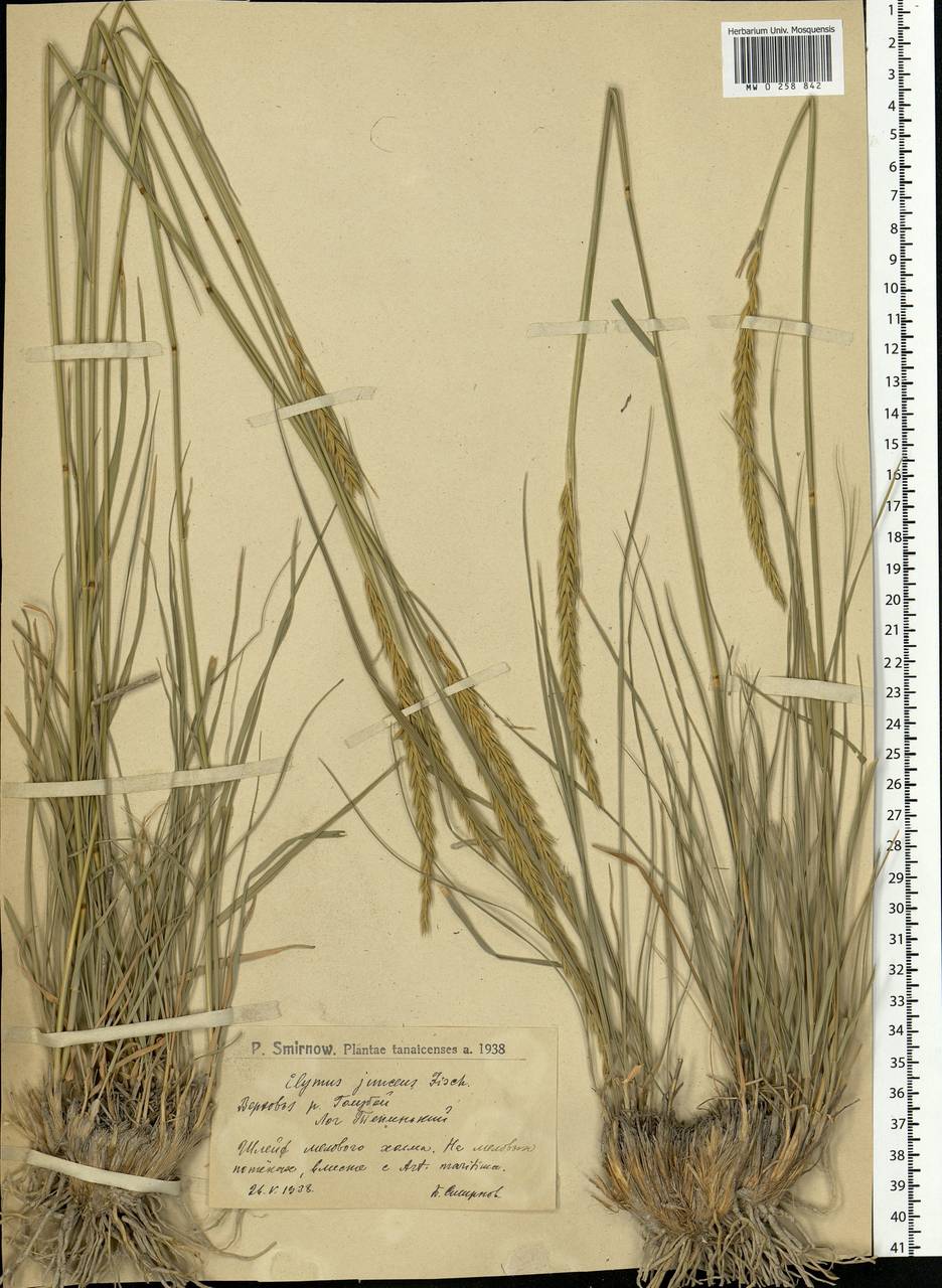 Psathyrostachys juncea (Fisch.) Nevski, Eastern Europe, Lower Volga region (E9) (Russia)