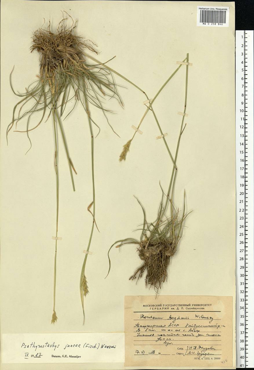 Psathyrostachys juncea (Fisch.) Nevski, Eastern Europe, Eastern region (E10) (Russia)