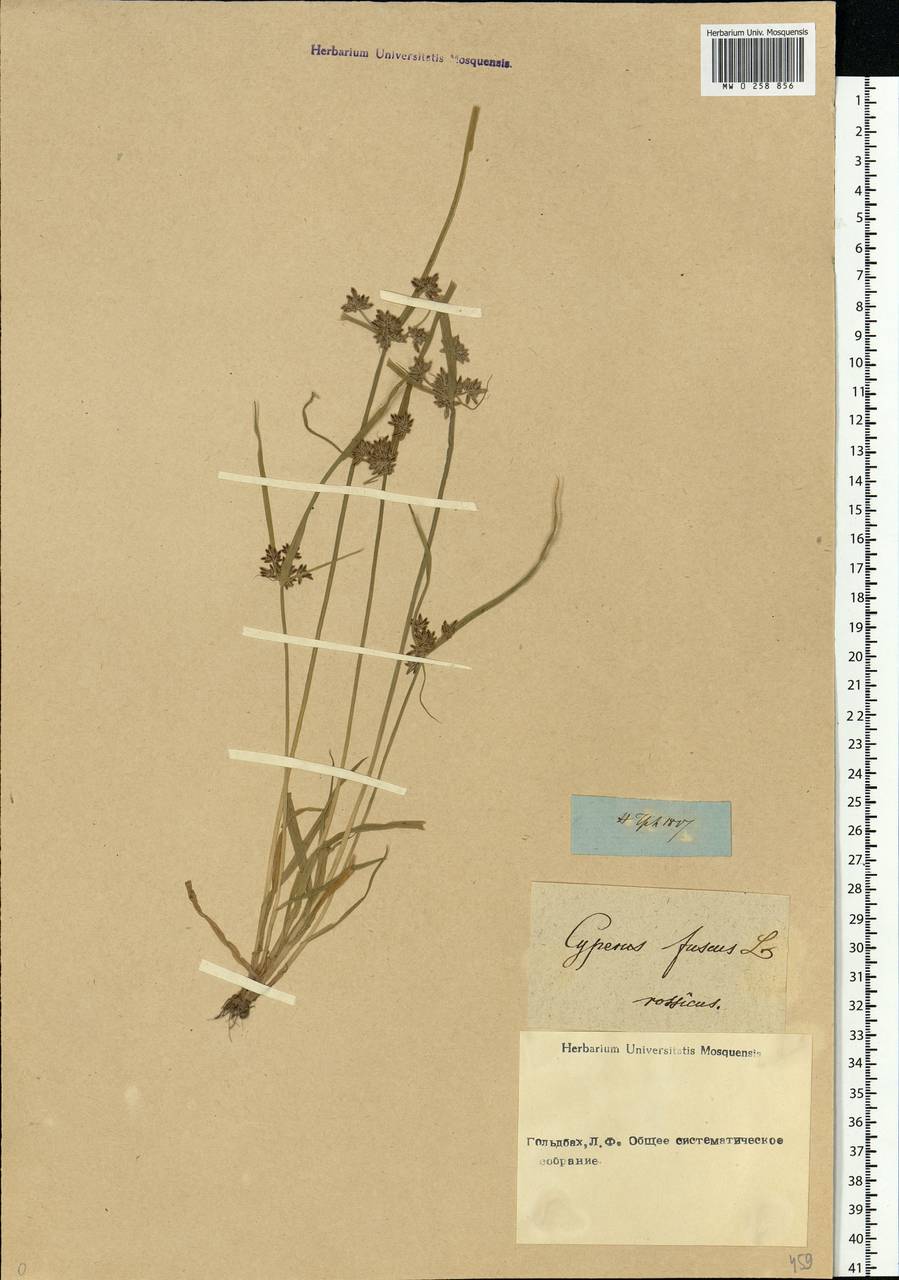Cyperus fuscus L., Eastern Europe, North-Western region (E2) (Russia)