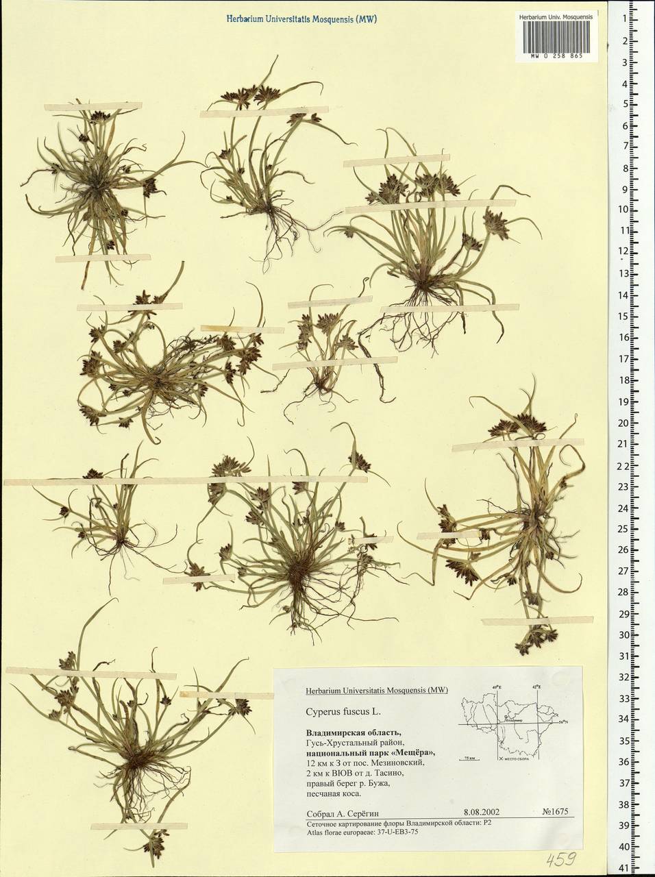 Cyperus fuscus L., Eastern Europe, Central region (E4) (Russia)