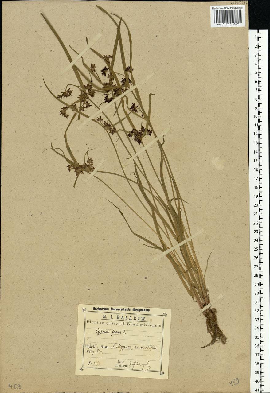 Cyperus fuscus L., Eastern Europe, Central region (E4) (Russia)