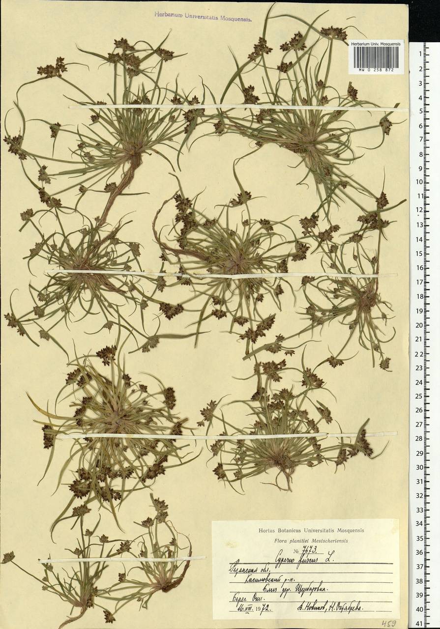 Cyperus fuscus L., Eastern Europe, Central region (E4) (Russia)
