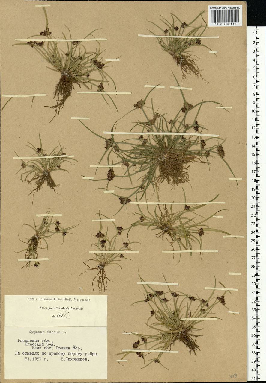 Cyperus fuscus L., Eastern Europe, Central region (E4) (Russia)