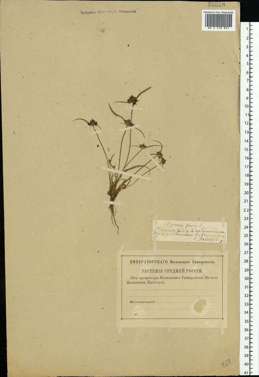 Cyperus fuscus L., Eastern Europe, Central region (E4) (Russia)