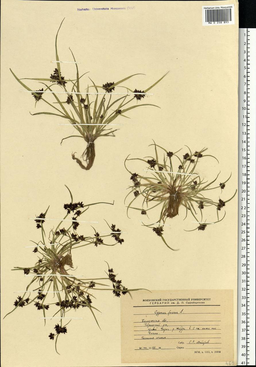 Cyperus fuscus L., Eastern Europe, Central region (E4) (Russia)