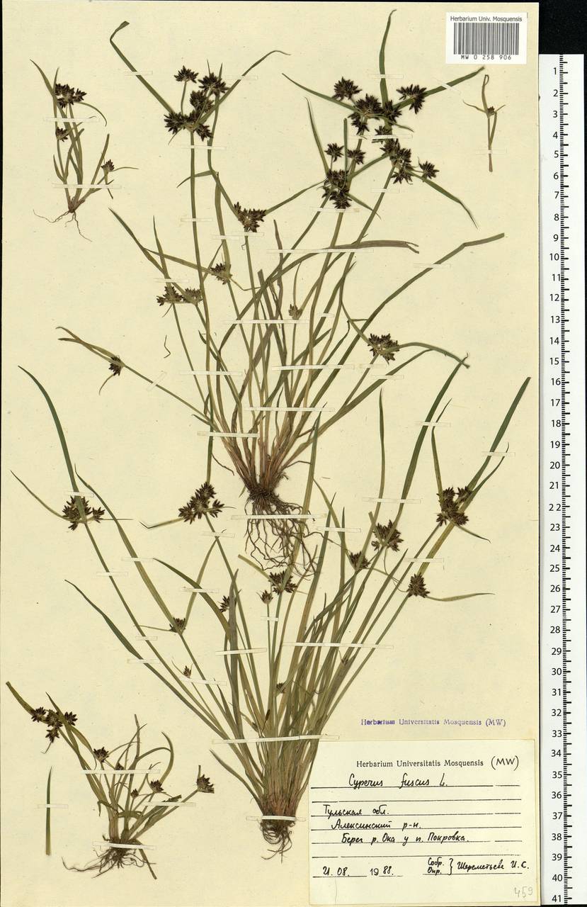 Cyperus fuscus L., Eastern Europe, Central region (E4) (Russia)